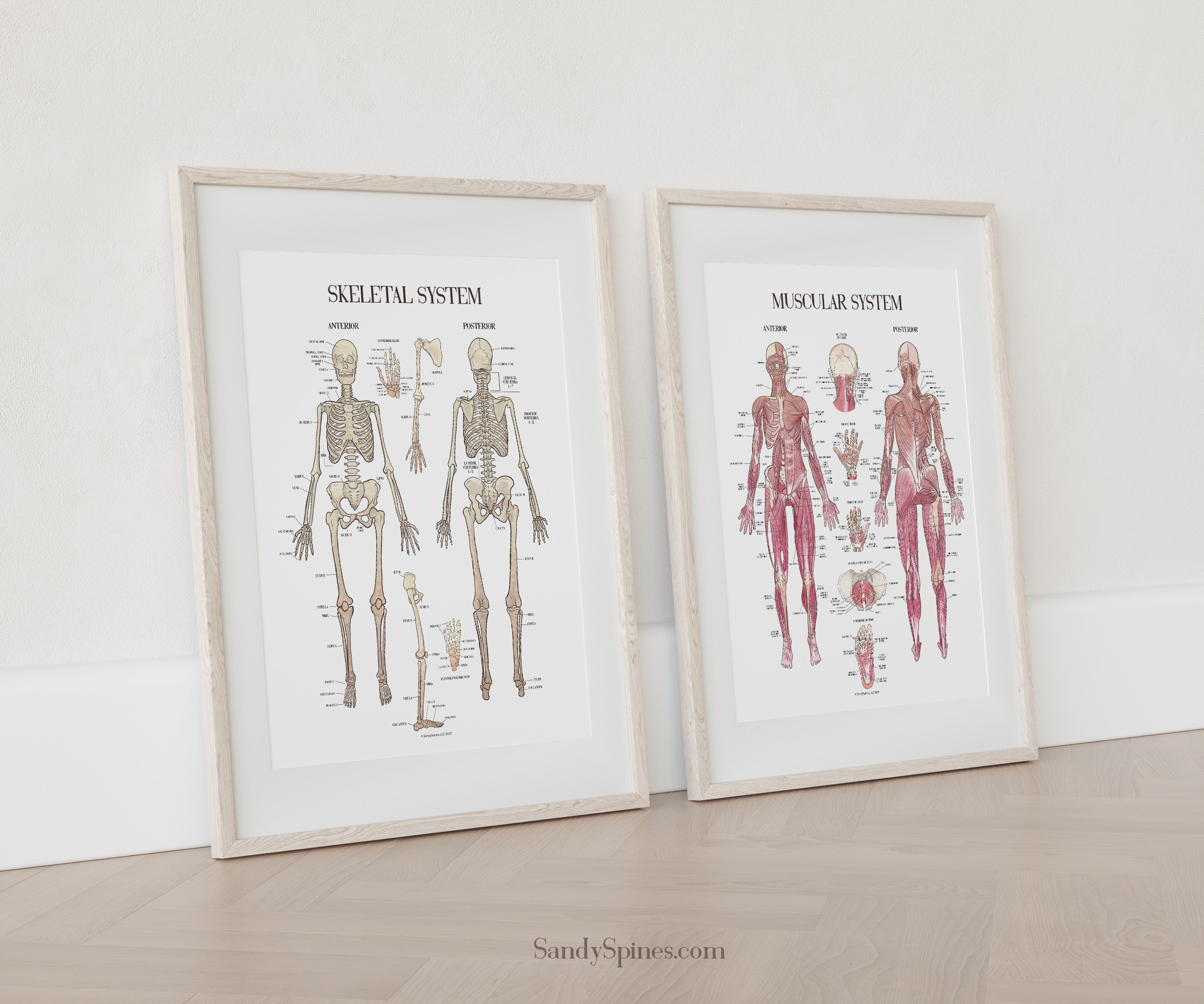 The Skeletal and Muscular System art pieces to hang in your doctors office.