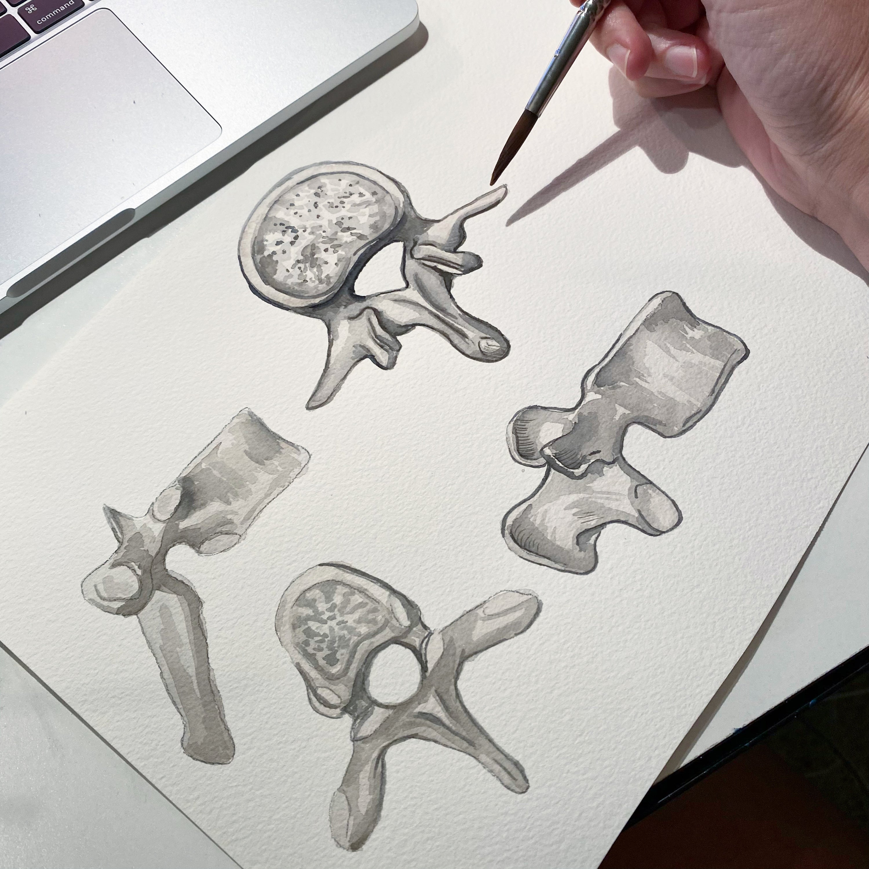 Watercolor painting of spinal vertebrae, showing the many different angles and structure of the bone.