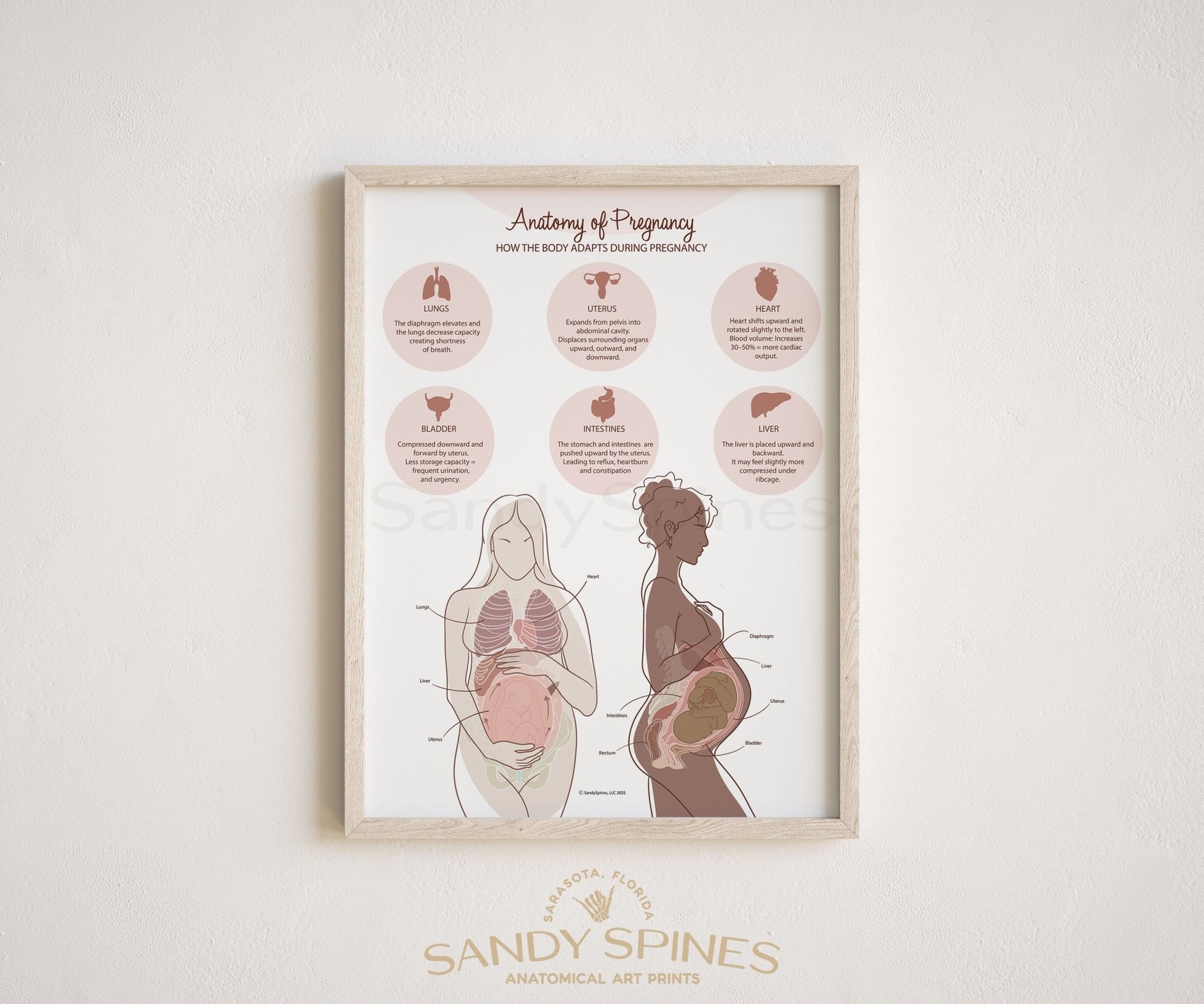 Anatomy of Pregnancy Poster - SandySpines