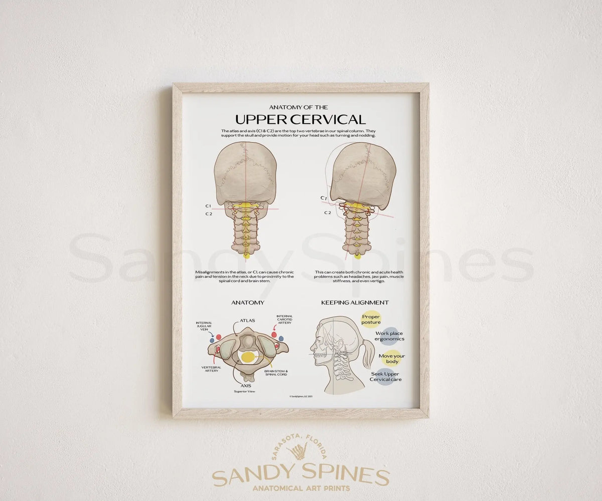 Anatomy of the Upper Cervical Poster - SandySpines