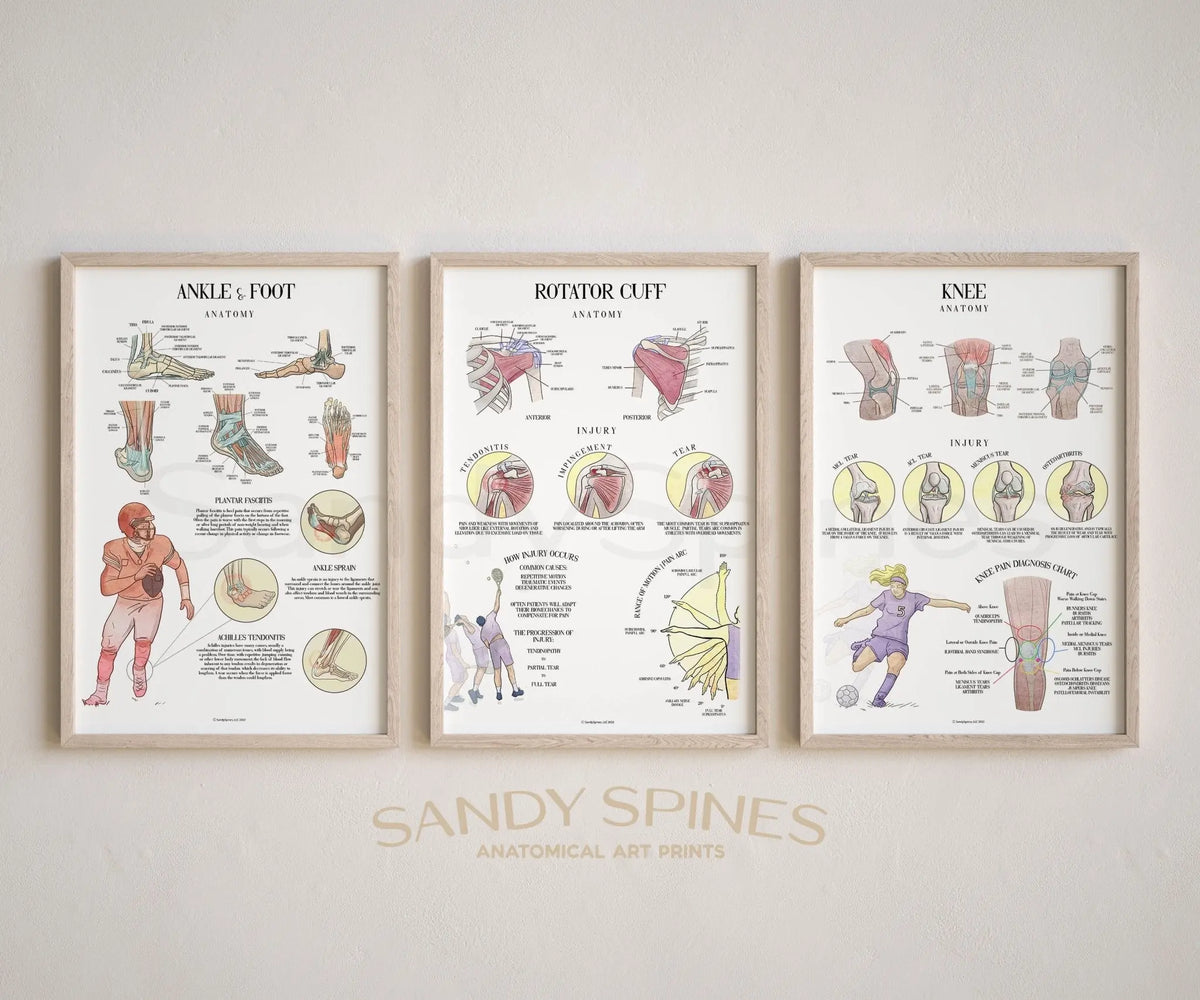 Ankle & Foot Injury Poster - SandySpines