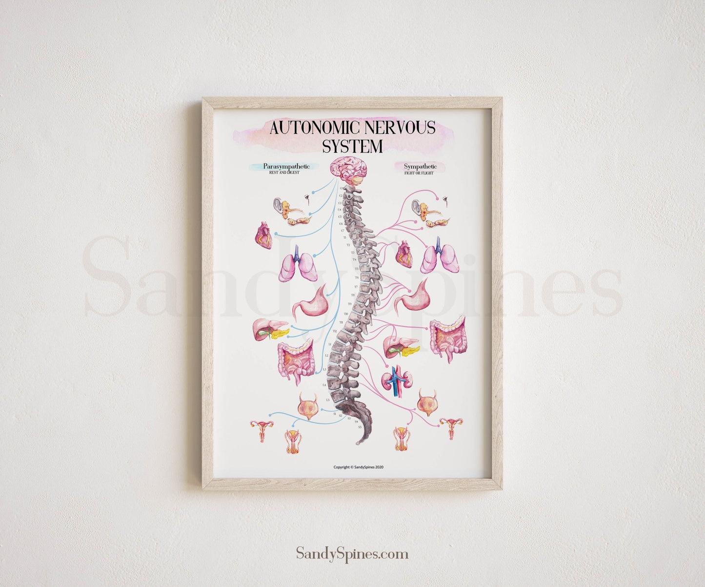 ANS Chart Poster (2020) | AUTONOMIC SYSTEM - SandySpines