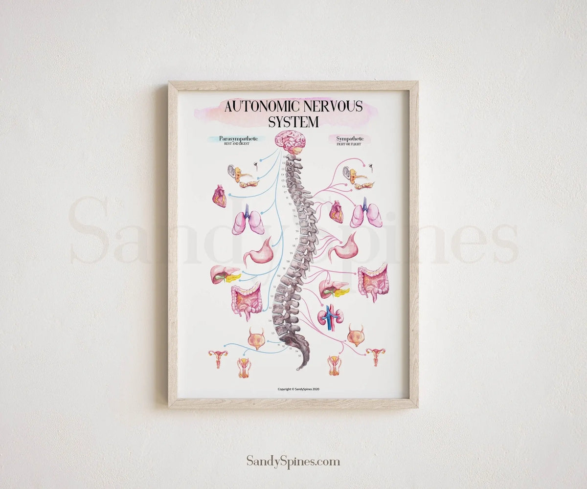 ANS Chart Poster (2020) | AUTONOMIC SYSTEM - SandySpines