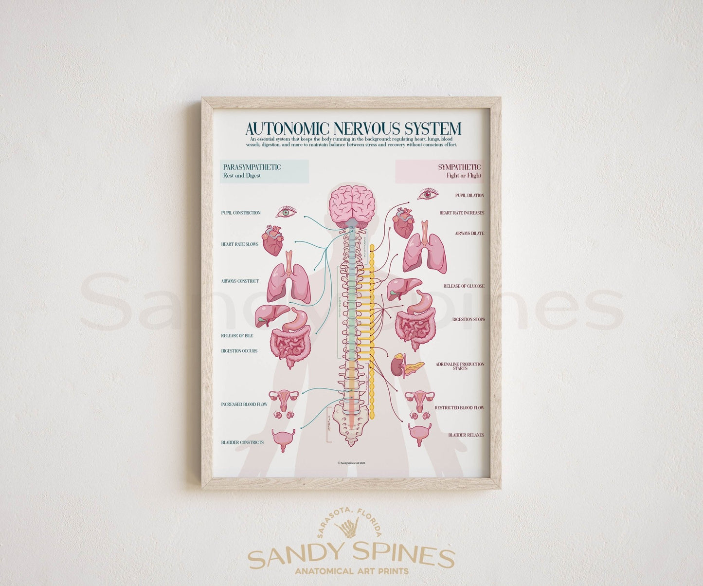 Autonomic Nervous System Poster (2025) - SandySpines