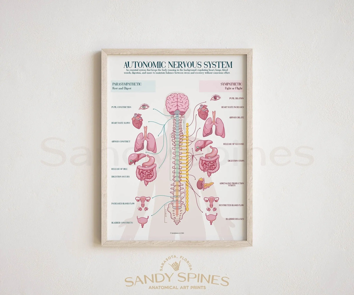 Autonomic Nervous System Poster (2025) - SandySpines