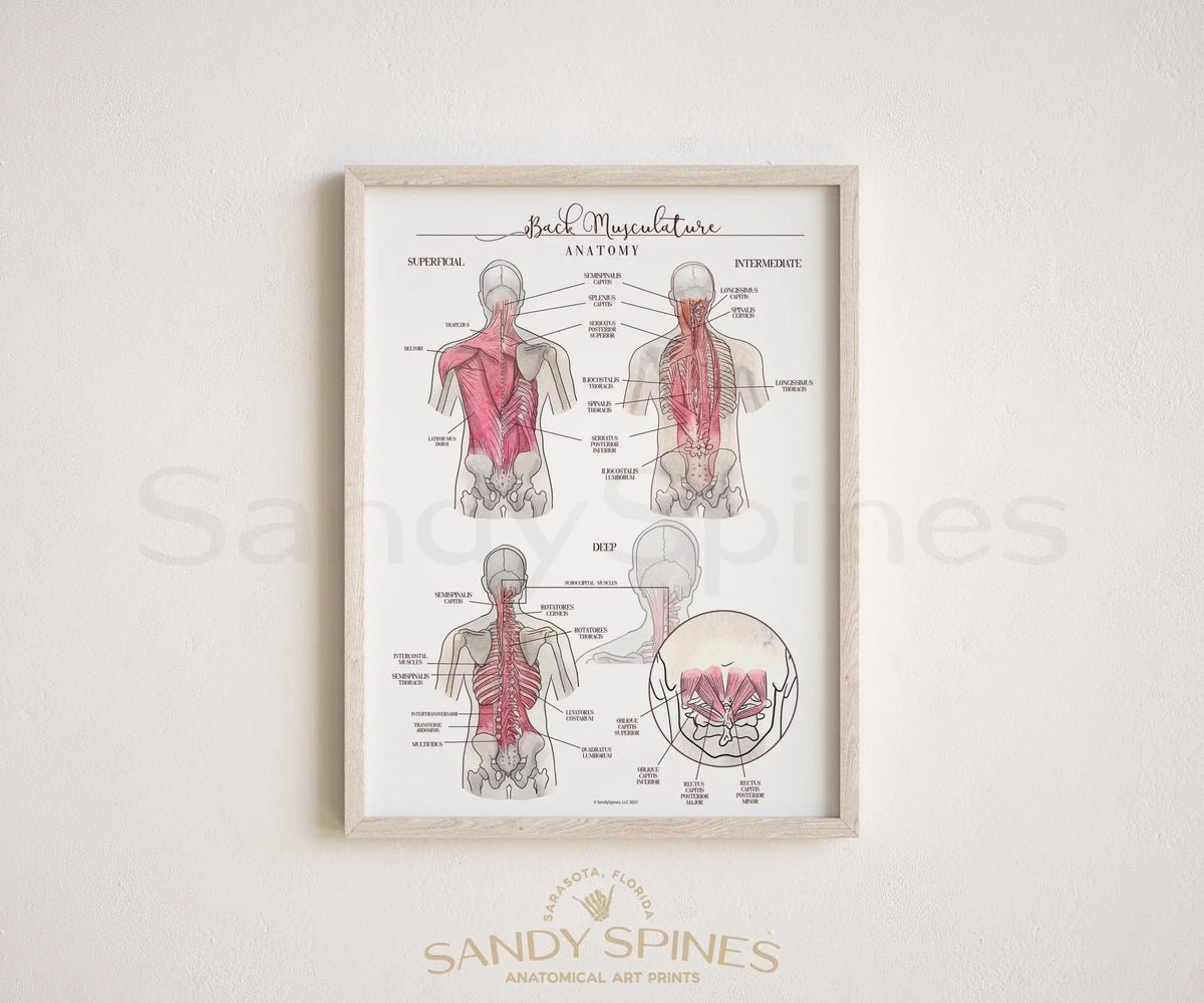 Back Muscle Anatomy Poster - SandySpines