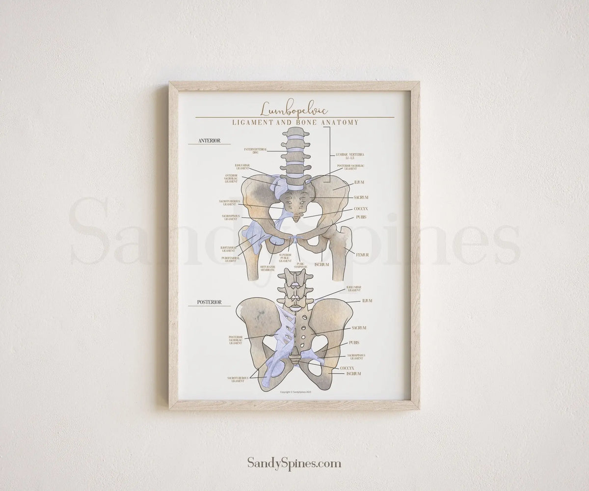 Bone and Ligament Pelvic Anatomy - SandySpines