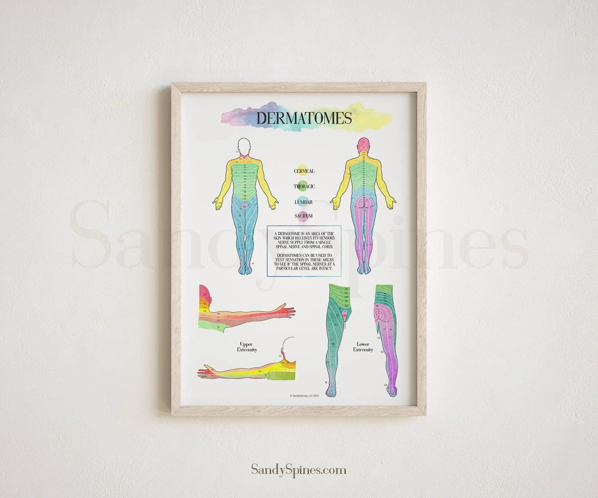 Dermatome Poster - SandySpines
