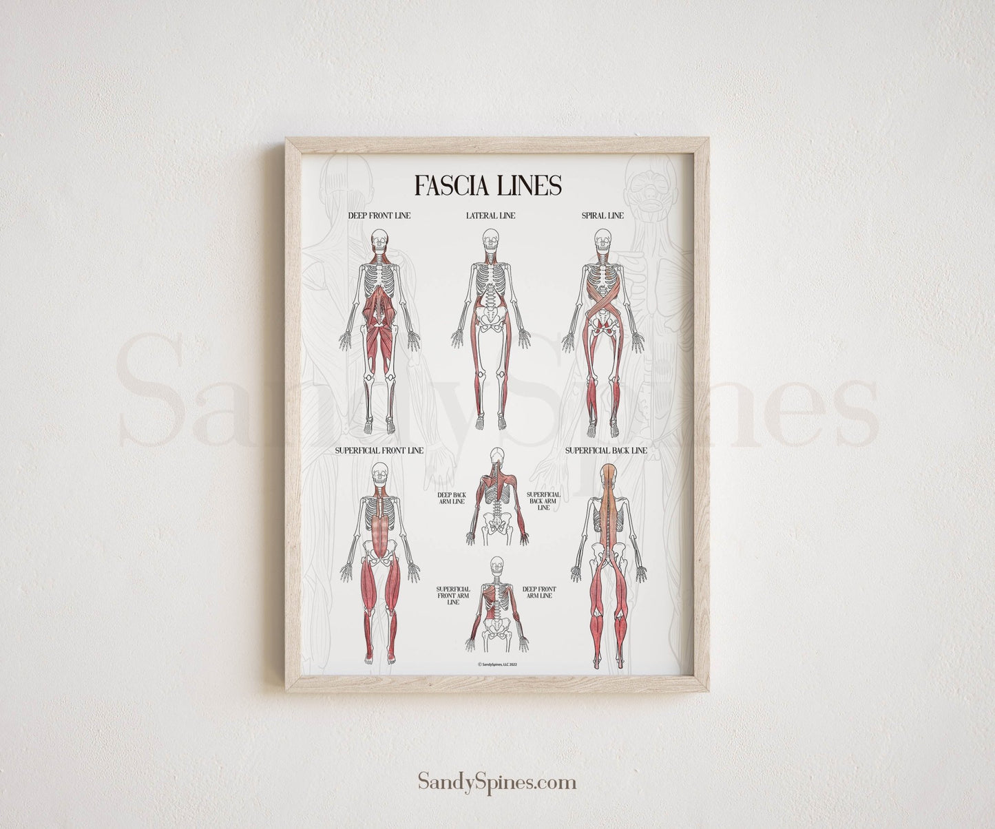 Fascia Anatomy Poster - SandySpines