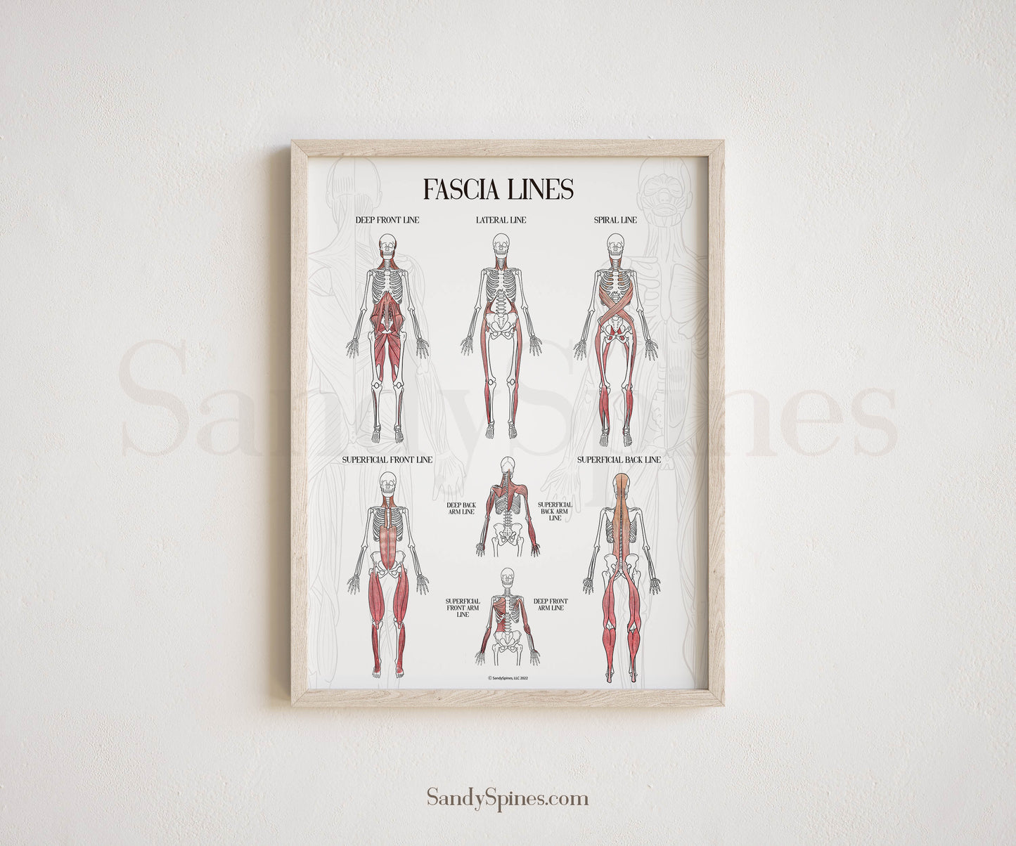 Fascia Anatomy Poster