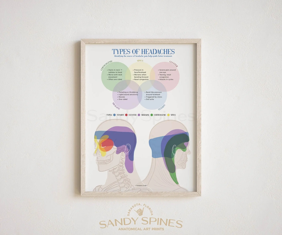 Headache Types Poster - SandySpines
