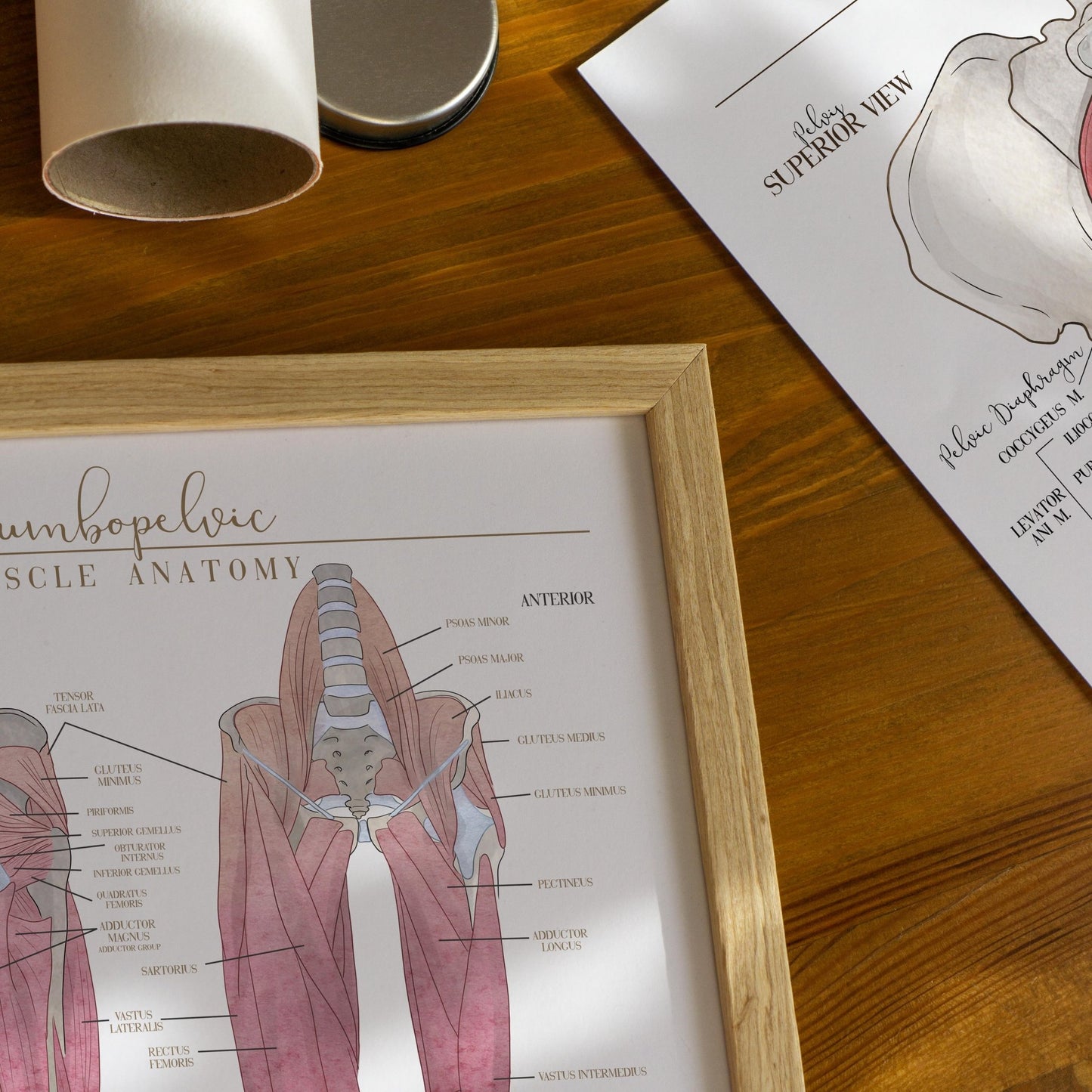 Hip and Leg Anatomy Poster - SandySpines