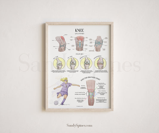 Knee Anatomy and Injury Poster