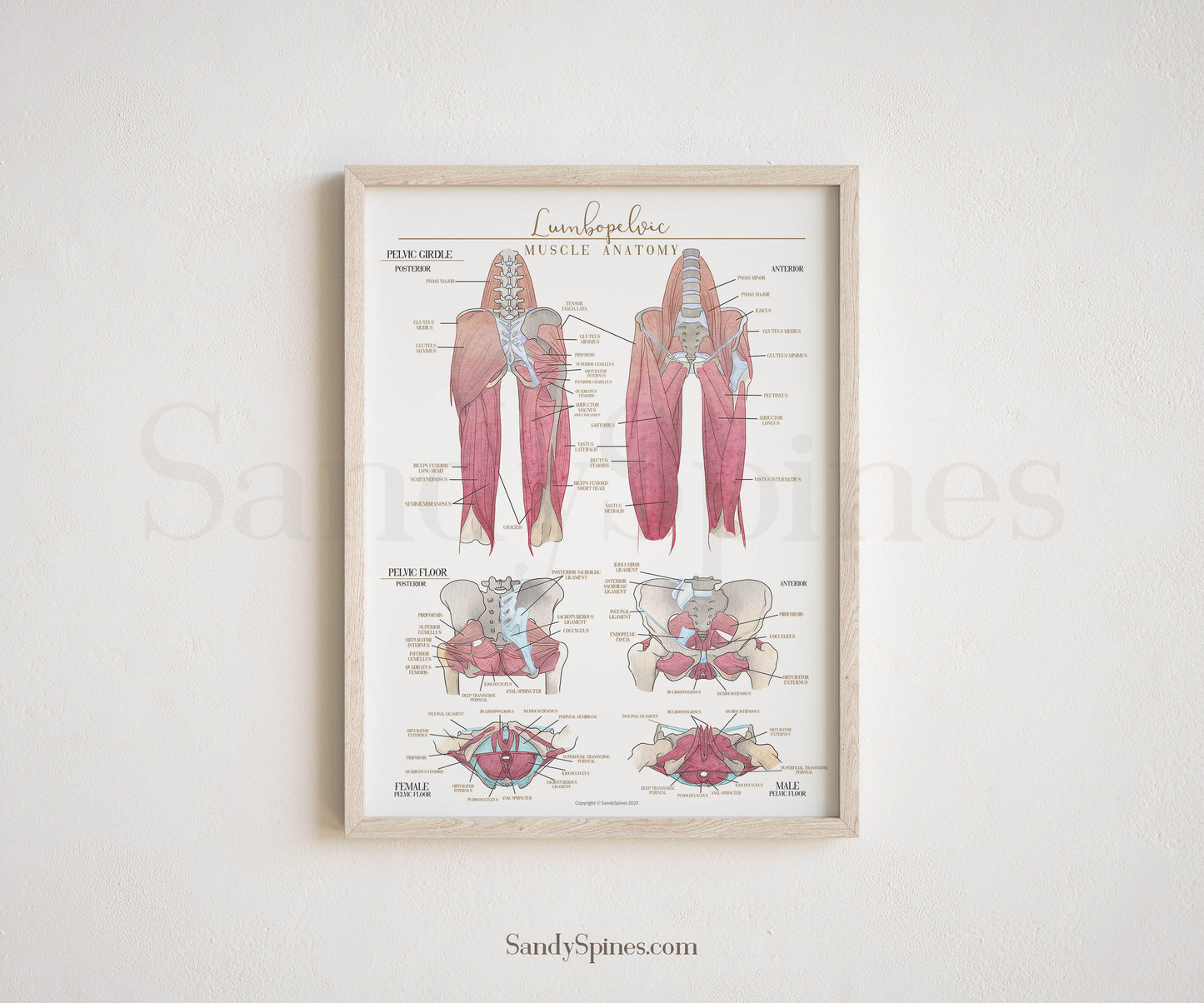 Hip and Leg Anatomy Poster