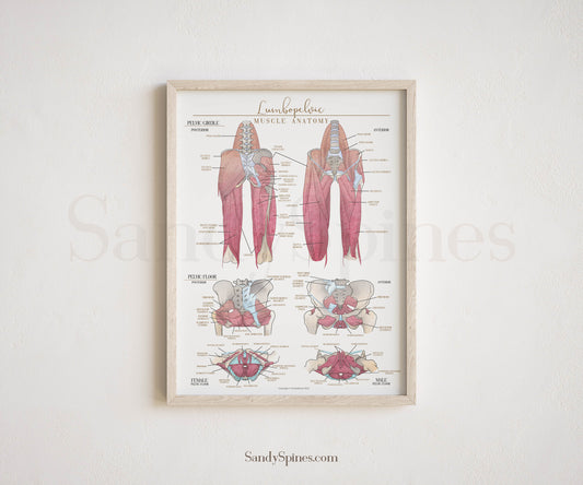 Hip and Leg Anatomy Poster