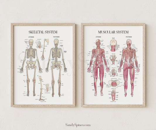 Muscular System poster series. Two posters that detail the anatomy of the human body