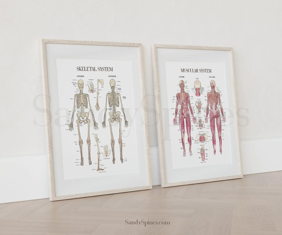 Musculoskeletal System Poster Bundle - SandySpines
