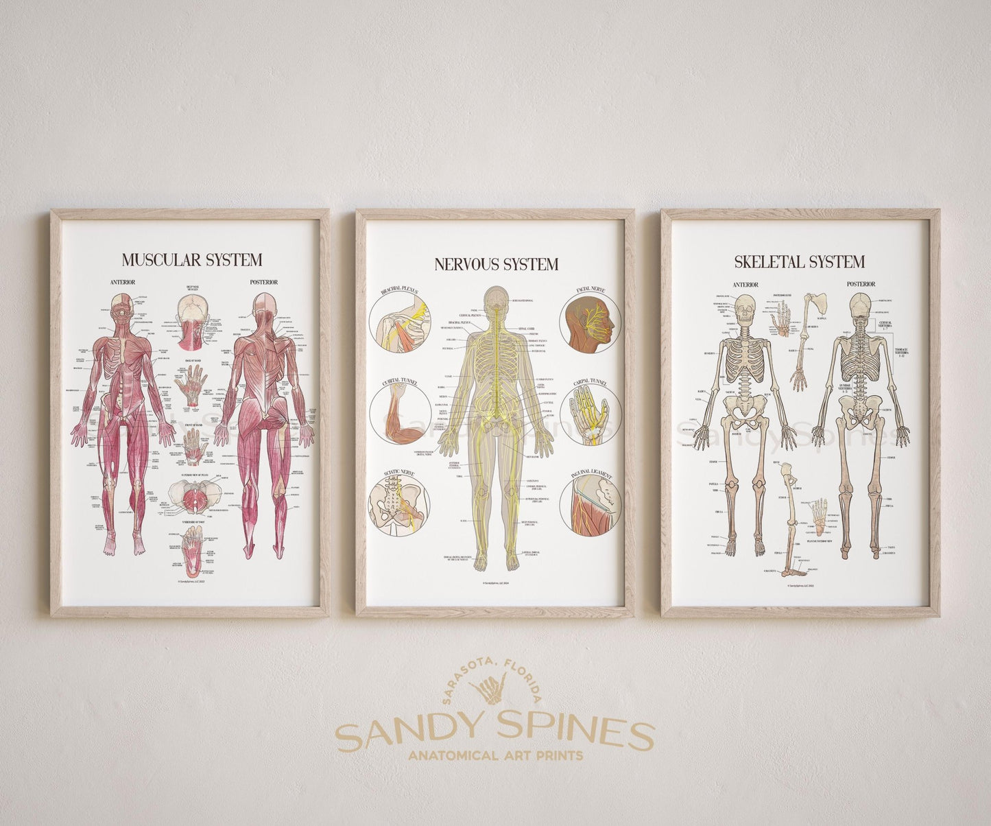 Nerve Anatomy Poster - SandySpines
