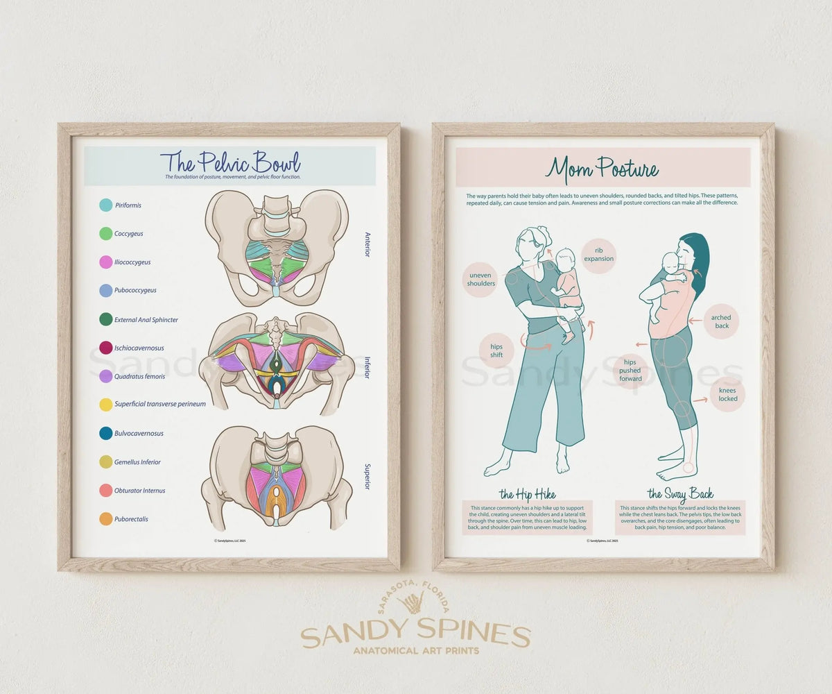 Pelvic Bowl Poster - Color - SandySpines