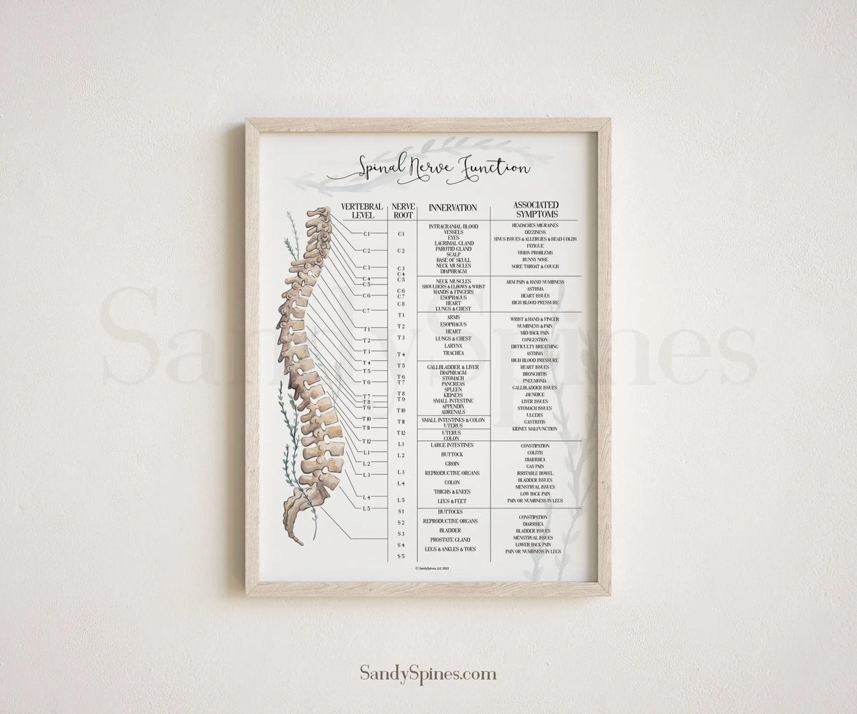 Spinal Nerve Function Poster - SandySpines artwork for chiropractors
