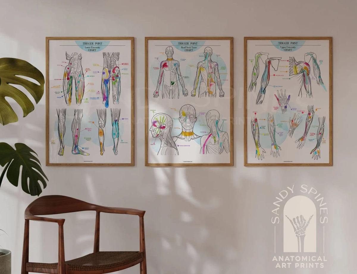 Trigger Point Charts | Set of 3 Posters - SandySpines