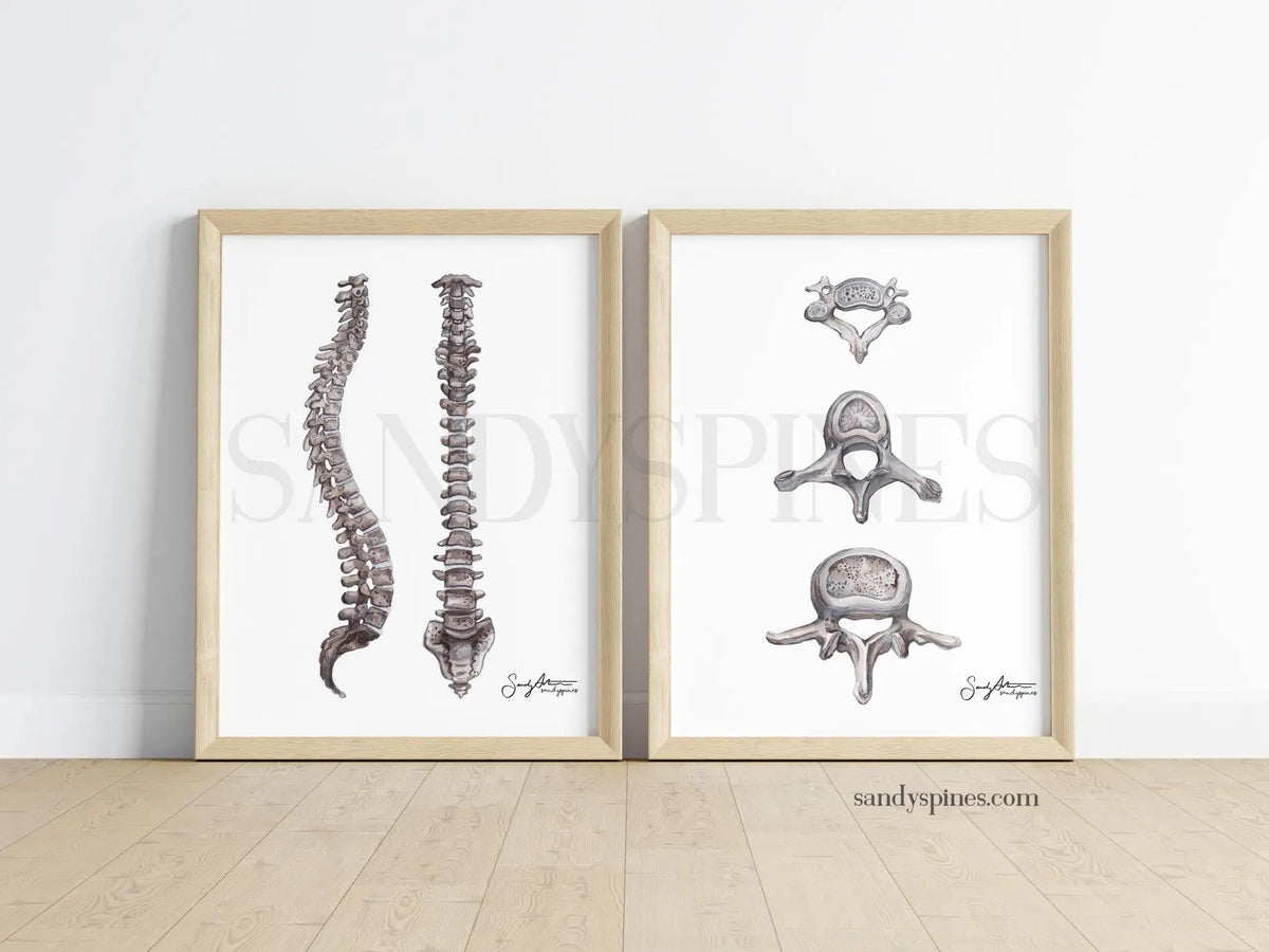 Grayscale Vertebrae Print - SandySpines
