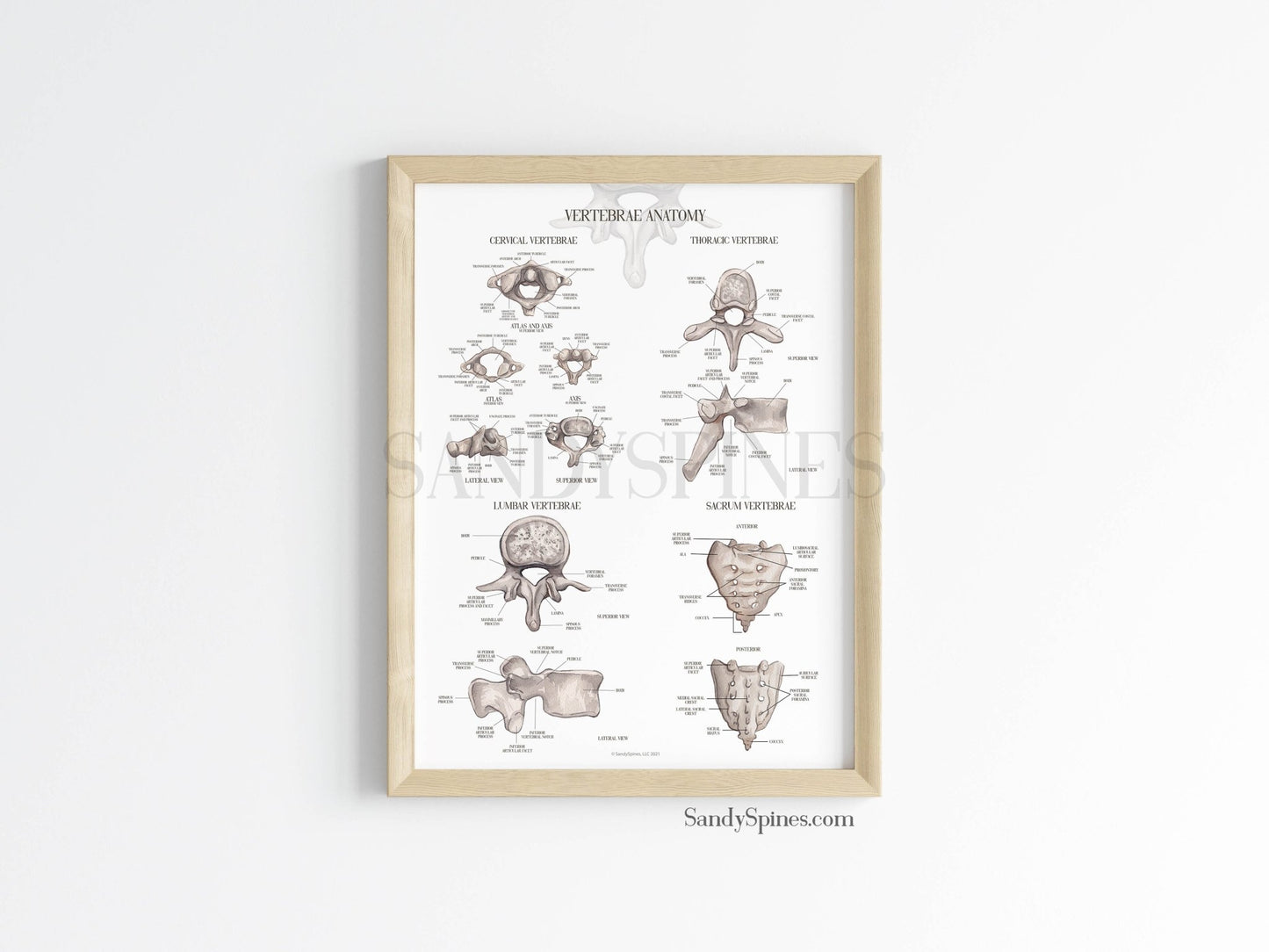 Labeled Vertebrae Anatomy Poster - SandySpines