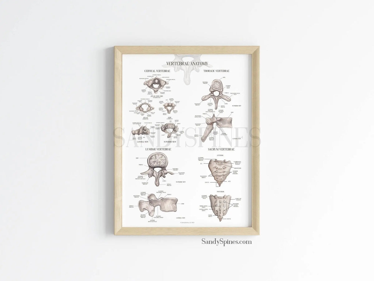 Labeled Vertebrae Anatomy Poster - SandySpines