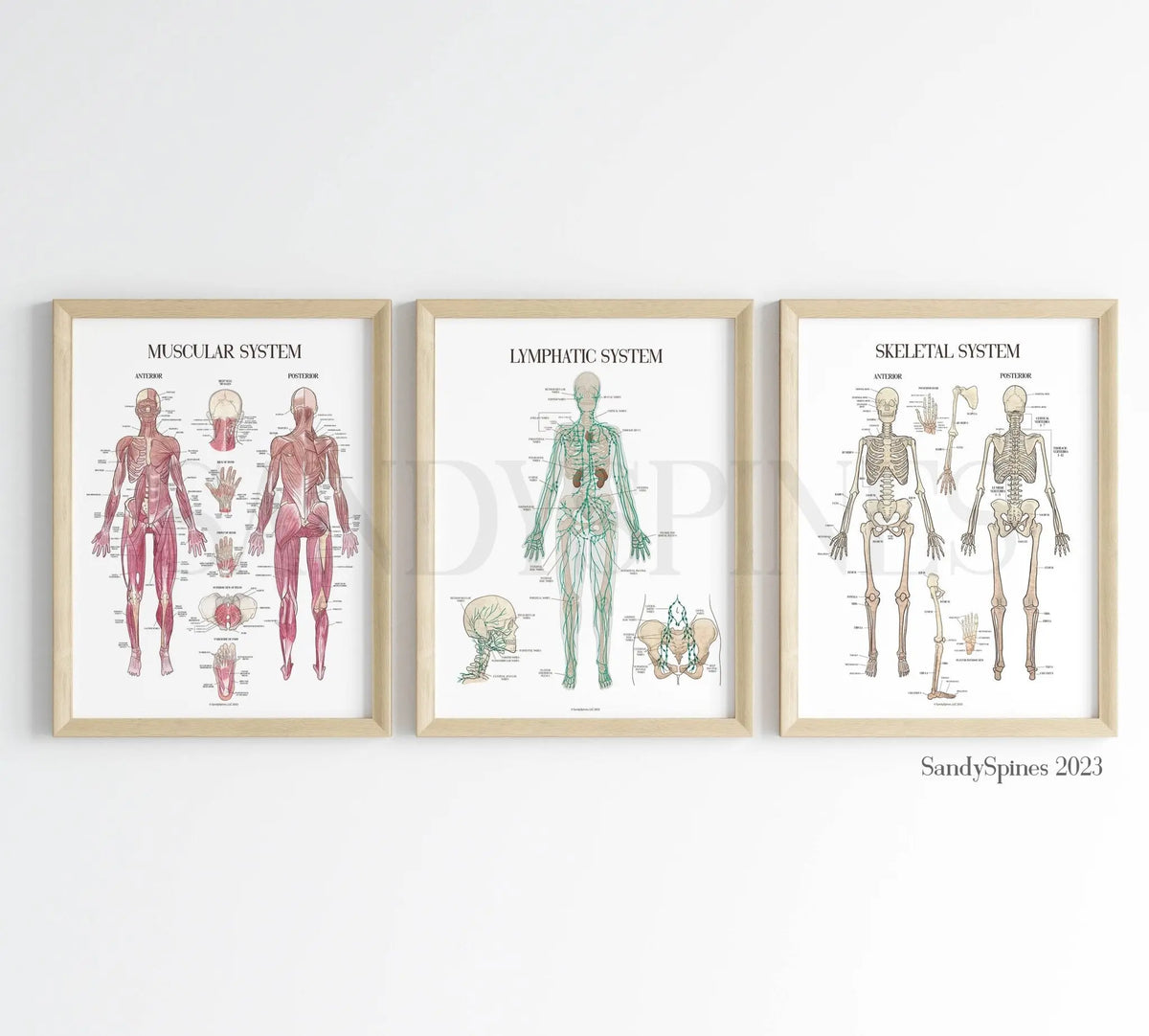 Lymphatic System Anatomy Poster - SandySpines