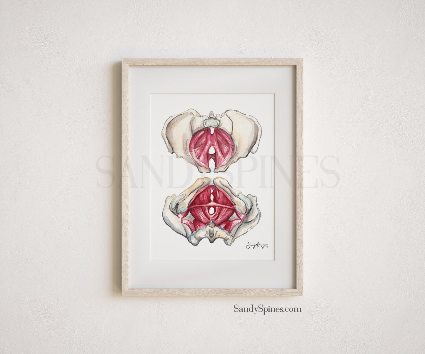 Pelvic Floor Watercolor (Unlabeled) - SandySpines