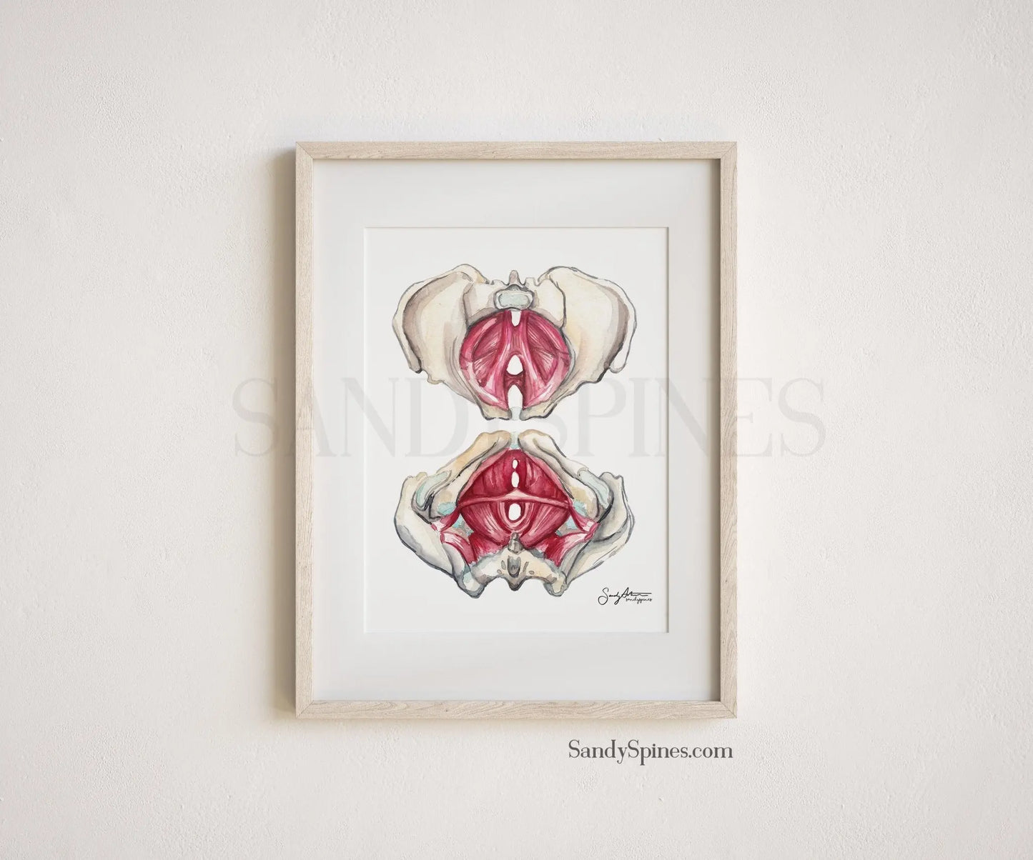 Pelvic Floor Watercolor (Unlabeled) - SandySpines