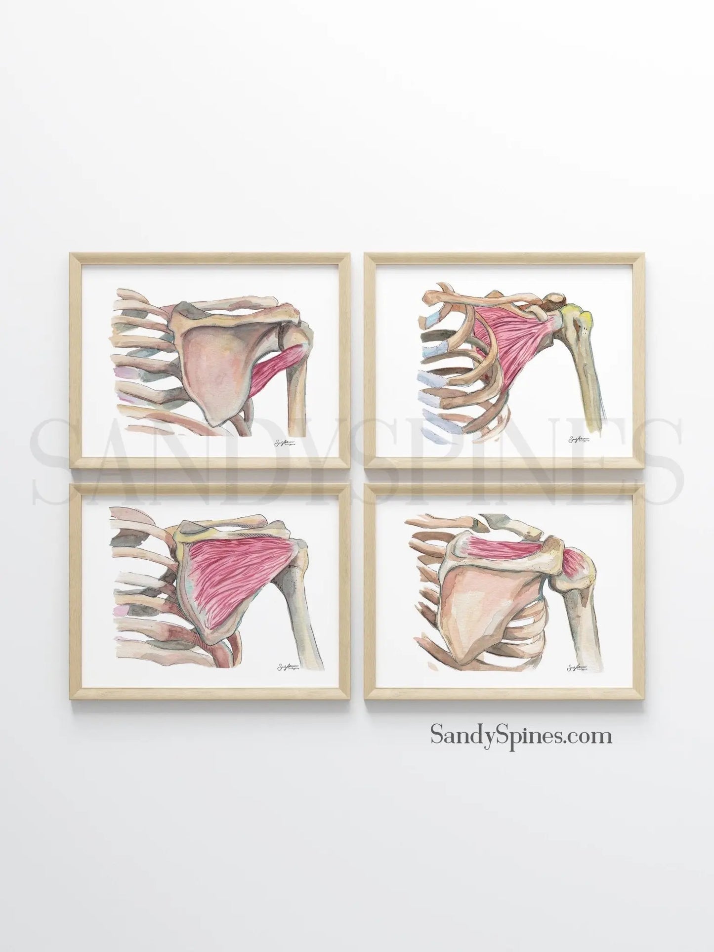 Rotator Cuff Print Set - SandySpines