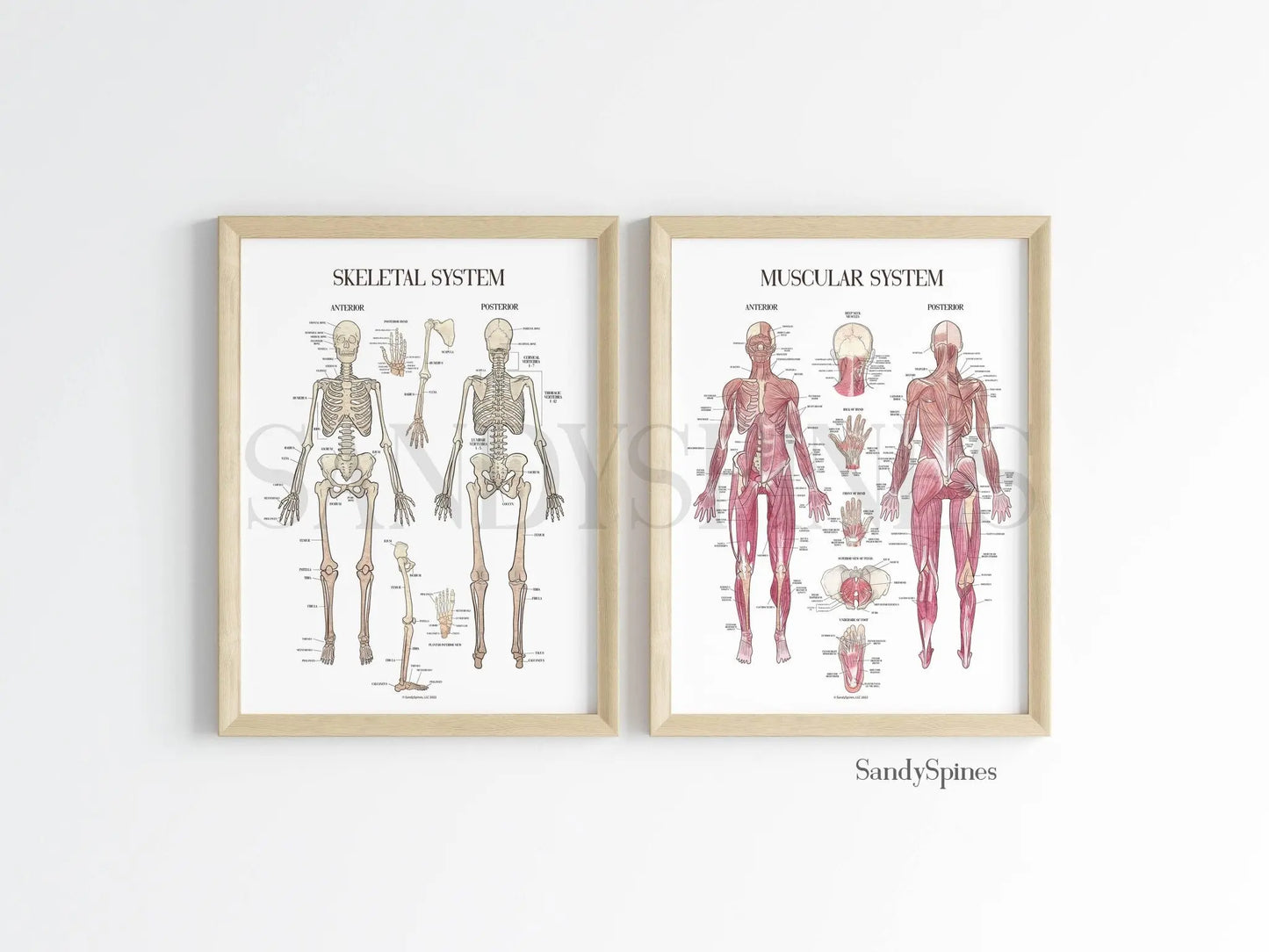 Skeletal System Poster - SandySpines