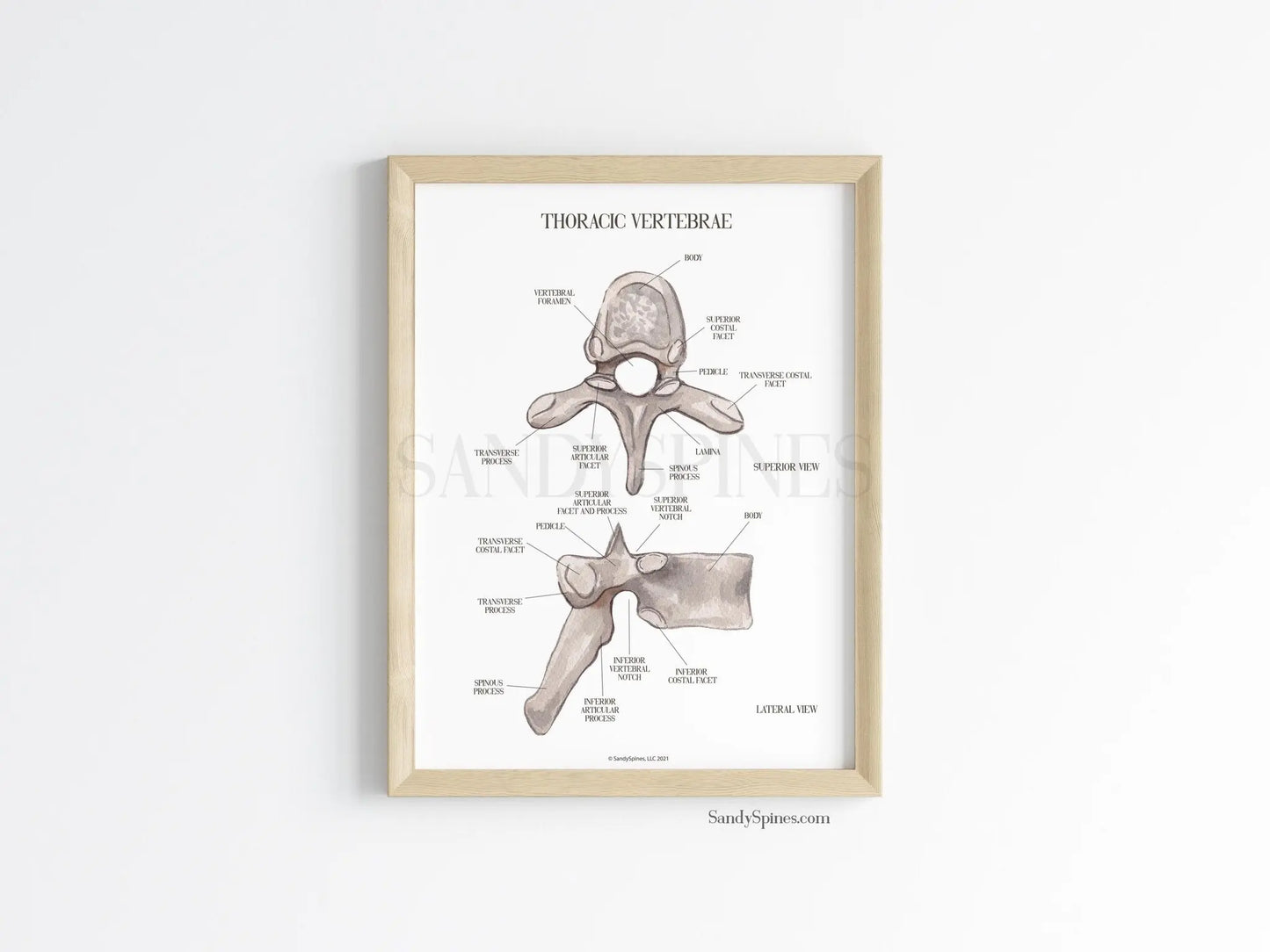 Thoracic Vertebra Labeled Poster - SandySpines