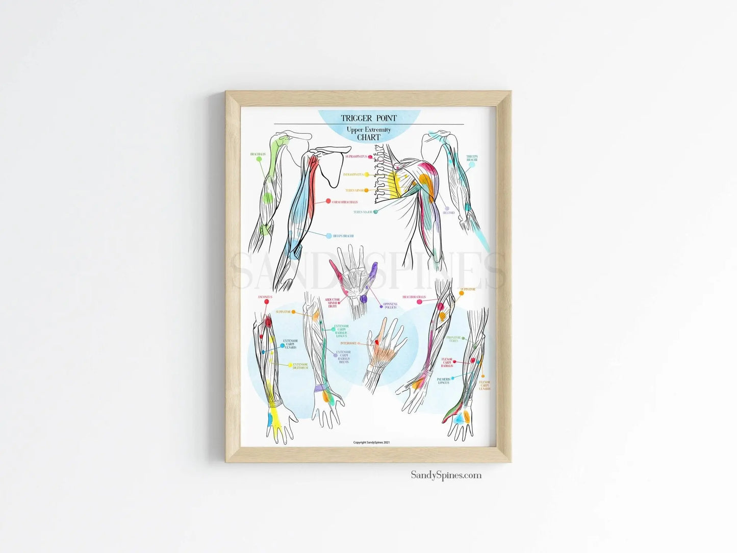 Trigger Point Charts | Upper Extremity - SandySpines