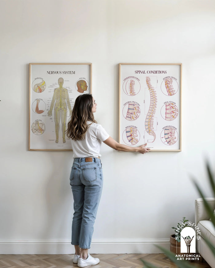 The 5 Best Chiropractic Posters for your Chiropractor Office - SandySpines