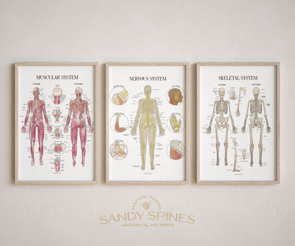 Nerve Anatomy Poster