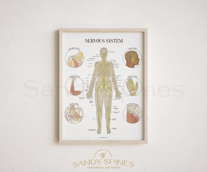 Nerve Anatomy Poster