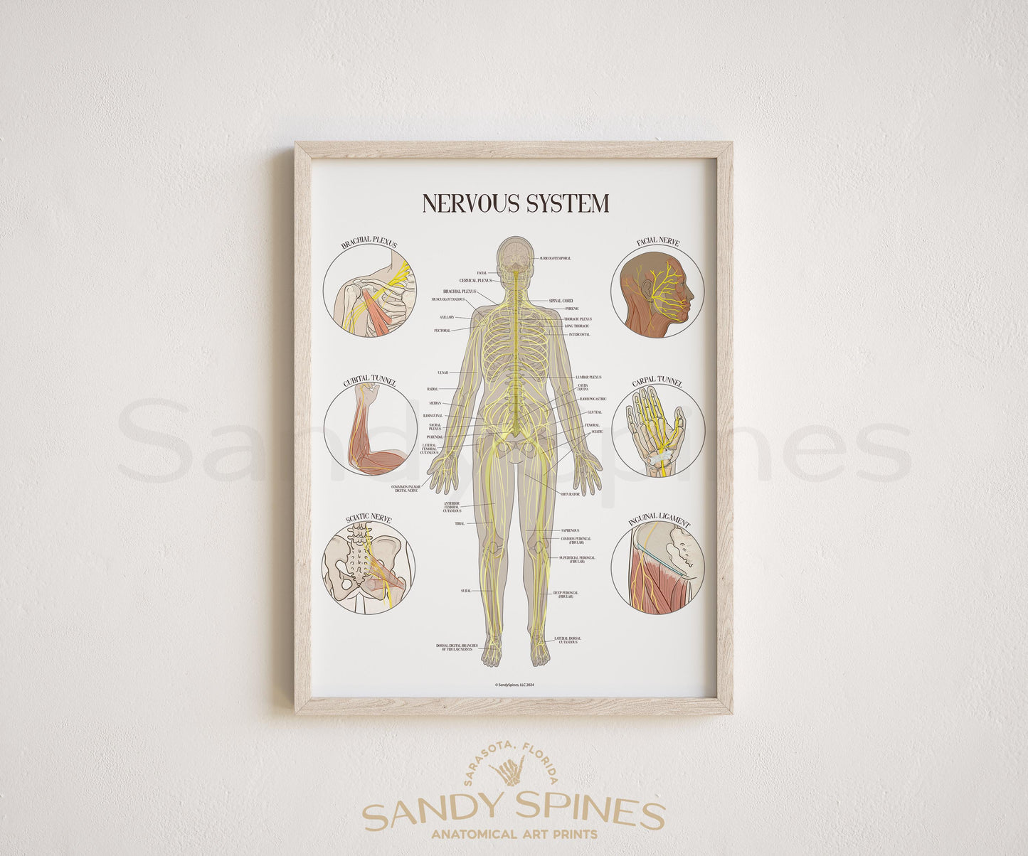 Nerve Anatomy Poster