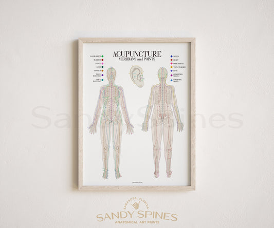 Acupuncture Chart I - SandySpines