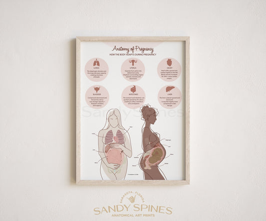Anatomy of Pregnancy Poster - SandySpines