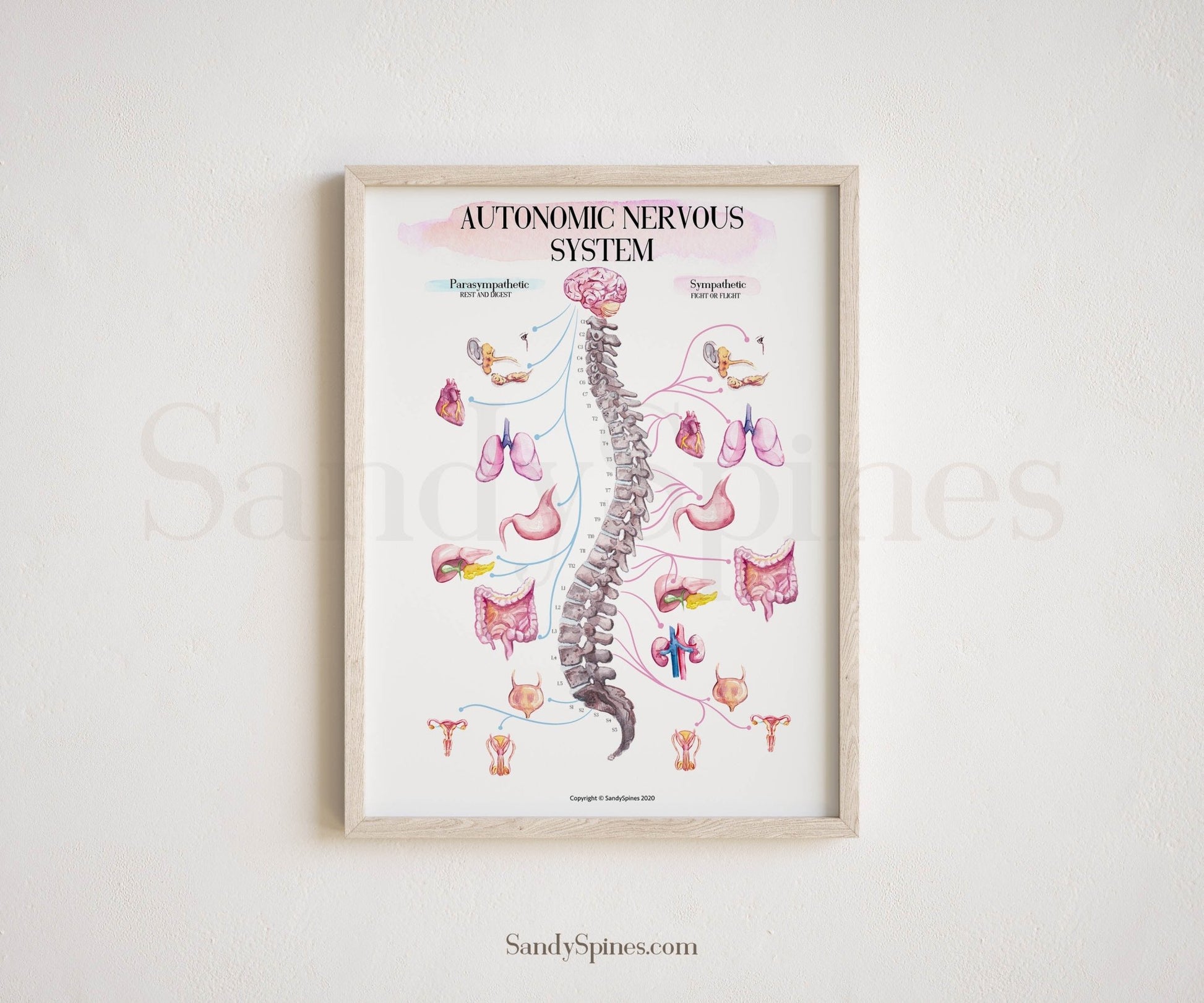 ANS Chart Poster (2020) | AUTONOMIC SYSTEM - SandySpines