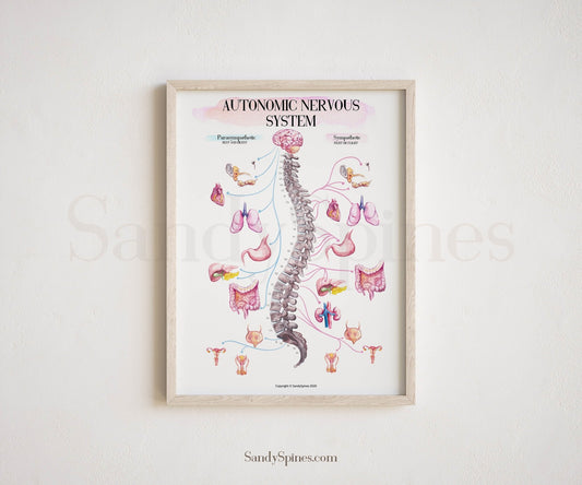 ANS Chart Poster (2020) | AUTONOMIC SYSTEM - SandySpines