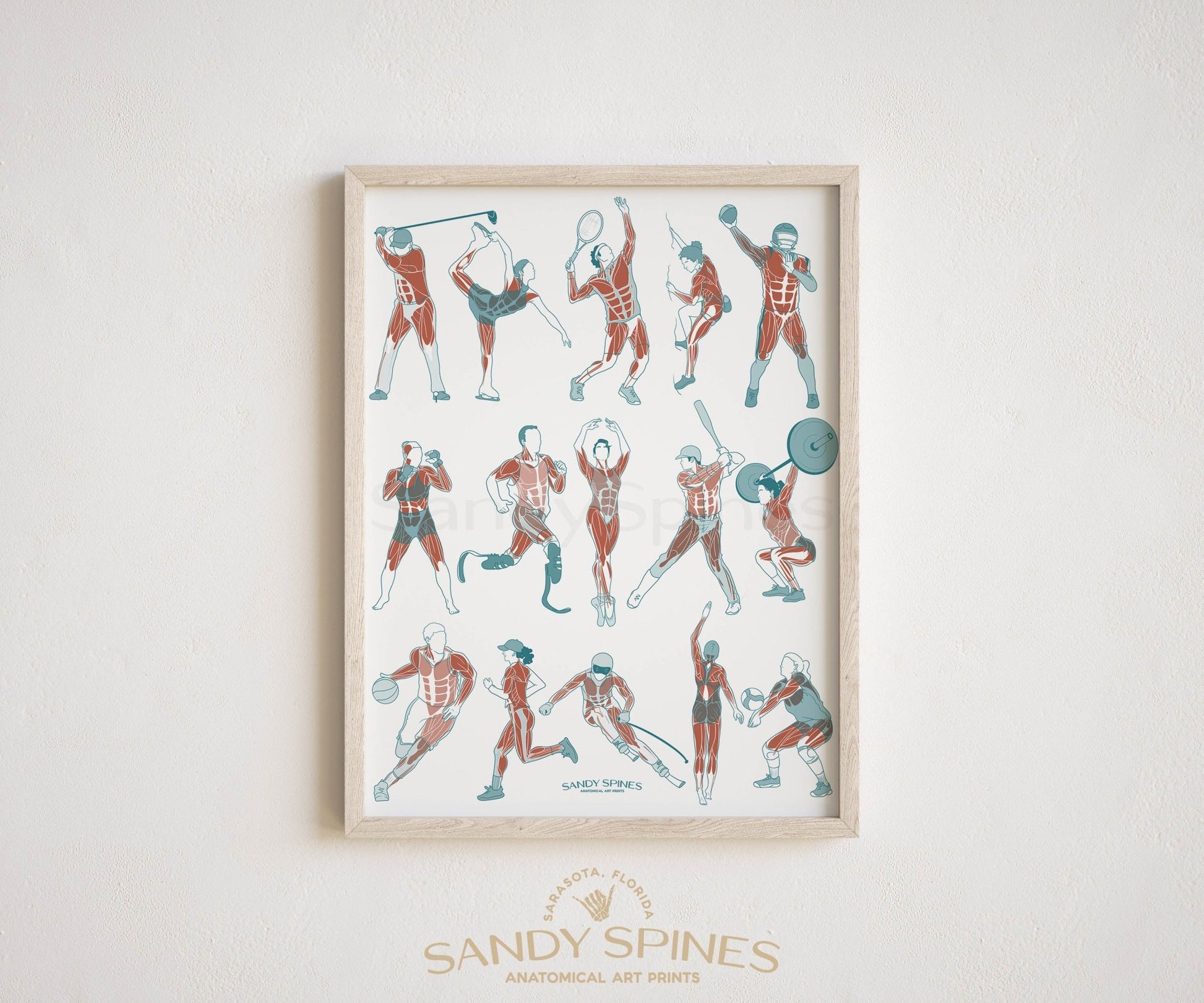 Athletics Anatomy Poster - SandySpines