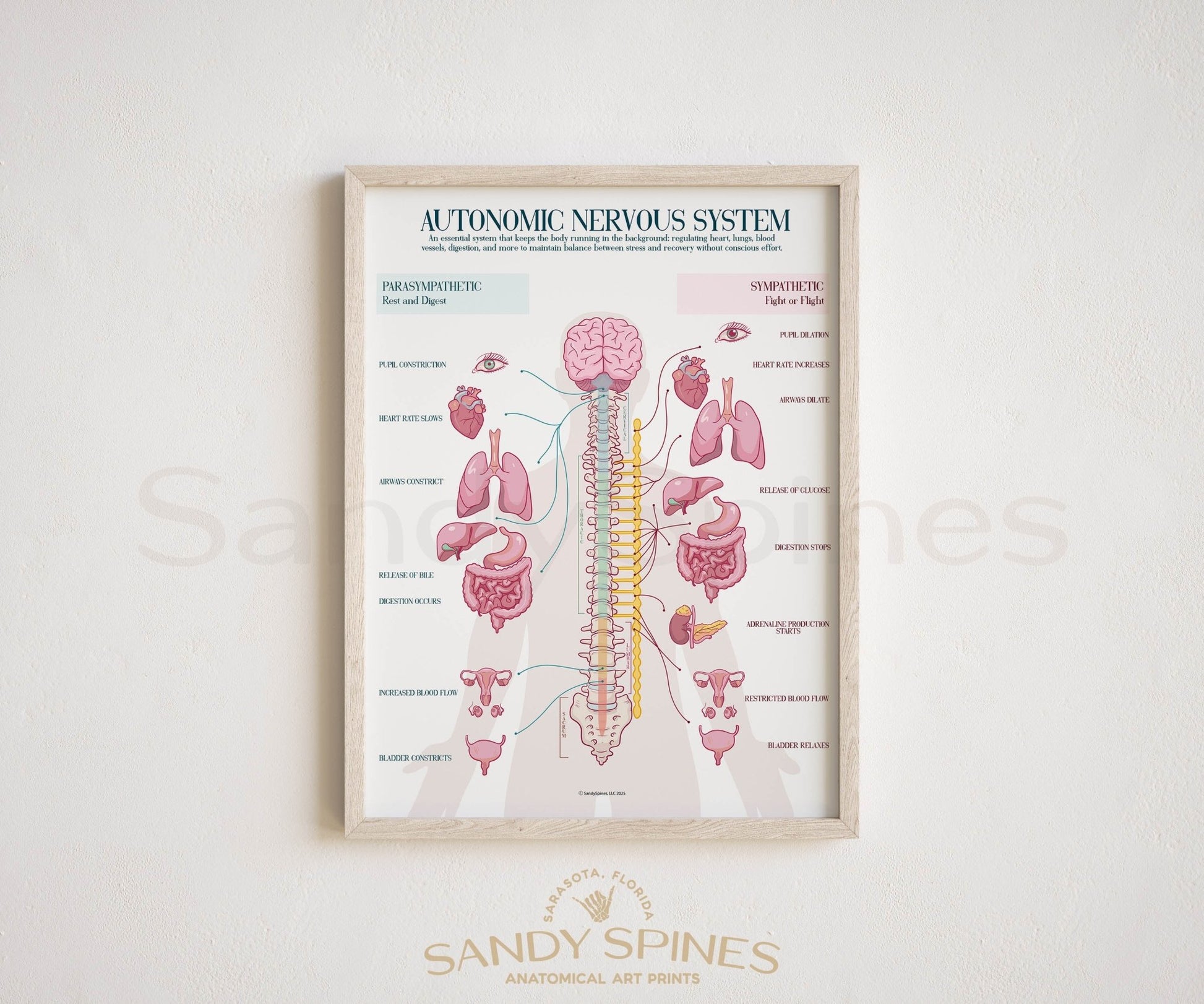Autonomic Nervous System Poster (2025) - SandySpines
