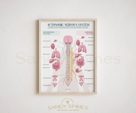 Autonomic Nervous System Poster (2025) - SandySpines