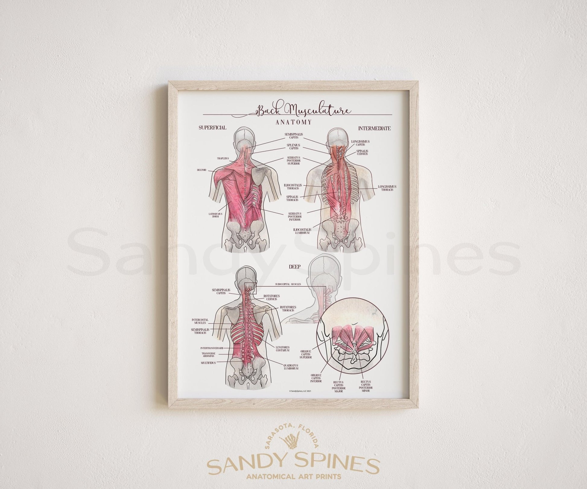 Back Muscle Anatomy Poster - SandySpines
