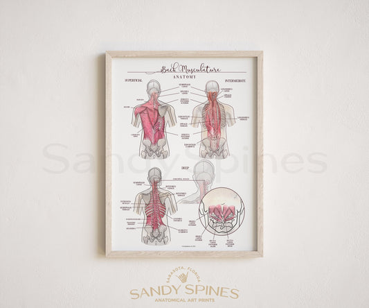Back Muscle Anatomy Poster - SandySpines