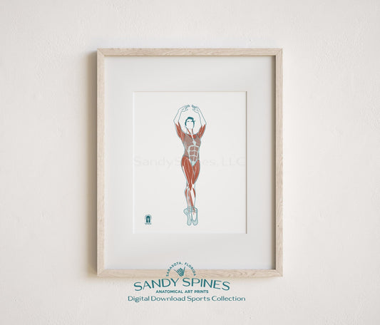 Ballet Anatomy Art Print – Female Ballerina Sports Anatomy Download - SandySpines