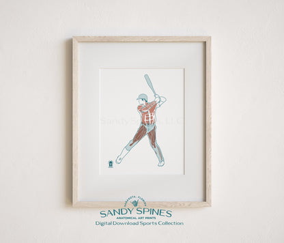 Baseball Anatomy Art Print – Male Athlete Sports Anatomy Download - SandySpines
